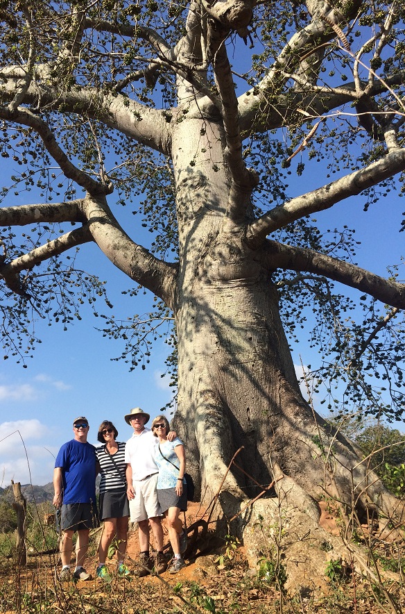 Cuban ceiba